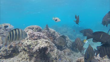 青の洞窟専門店　沖縄ダイビングショップ和に投稿された画像（2018/3/17）