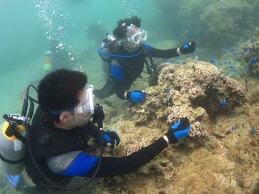diving&workshop IHANASHI（ダイビングアンドワークショップイハナシ）に投稿された画像（2018/7/19）