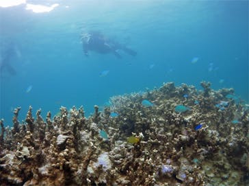 アマミエンシスに投稿された画像（2017/10/5）