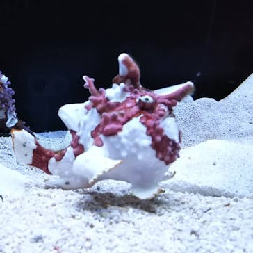 すみだ水族館に投稿された画像（2019/1/3）