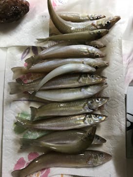 釣り船 進丸に投稿された画像（2018/8/15）