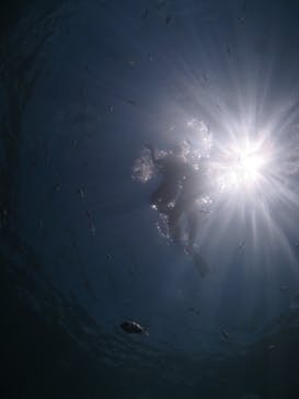 diving&workshop IHANASHI（ダイビングアンドワークショップイハナシ）に投稿された画像（2018/7/13）