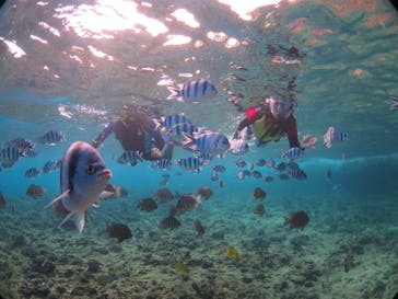 diving&workshop IHANASHI（ダイビングアンドワークショップイハナシ）に投稿された画像（2018/9/15）