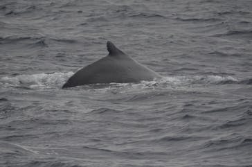 Sea World（シーワールド）に投稿された画像（2019/2/12）