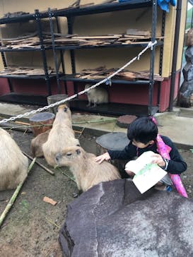 伊豆シャボテン動物公園に投稿された画像（2018/8/8）