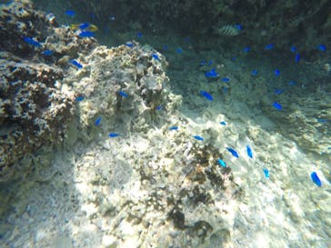 青の洞窟専門店　沖縄ダイビングショップ和に投稿された画像（2018/10/11）