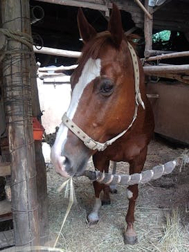 クリオステーブルに投稿された画像（2018/7/1）