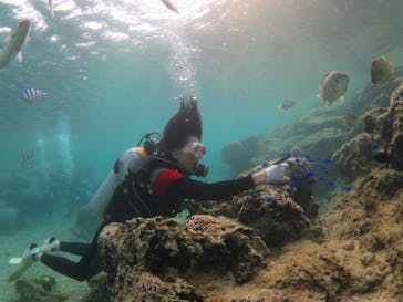 diving&workshop IHANASHI（ダイビングアンドワークショップイハナシ）に投稿された画像（2018/11/2）