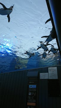 サンシャイン水族館に投稿された画像（2018/8/2）