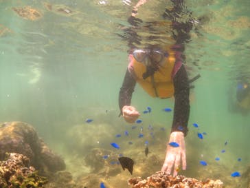 diving&workshop IHANASHI（ダイビングアンドワークショップイハナシ）に投稿された画像（2018/7/26）