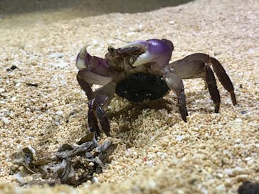 西表島 ADVENTURE PiPi（アドベンチャーピピ）に投稿された画像（2019/5/22）