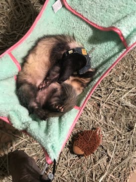 Moff animal cafe イオンモール幕張新都心店に投稿された画像（2019/1/29）