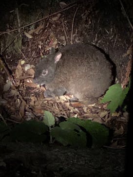 奄美ナイトツアーサービスに投稿された画像（2019/4/12）