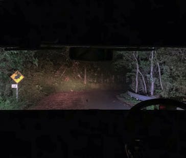 奄美ナイトツアーサービスに投稿された画像（2019/4/12）