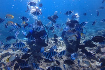 diving&workshop IHANASHI（ダイビングアンドワークショップイハナシ）に投稿された画像（2018/9/17）