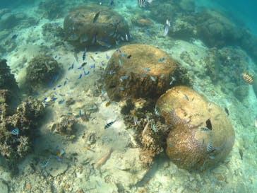 diving&workshop IHANASHI（ダイビングアンドワークショップイハナシ）に投稿された画像（2018/10/10）