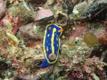 Diving Schoolテールアップ 福岡天神に投稿された画像（2018/5/12）