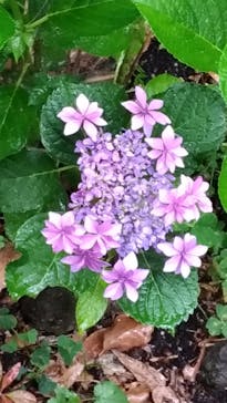 ニューヨークランプミュージアム＆フラワーガーデンに投稿された画像（2019/6/7）