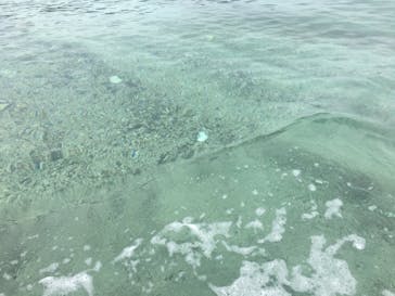 奄美ナイトツアーサービスに投稿された画像（2019/5/19）