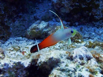 マリンショップtaitaiに投稿された画像（2019/2/19）