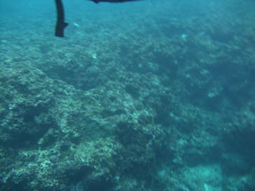 沖縄ダイビングショップシーモールに投稿された画像（2019/3/20）