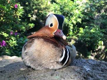 伊豆シャボテン動物公園に投稿された画像（2018/5/22）