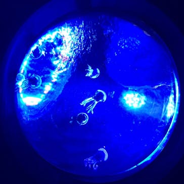 サンシャイン水族館に投稿された画像（2018/12/13）