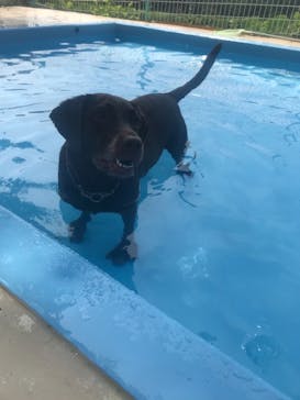 世界の名犬牧場に投稿された画像（2018/7/26）