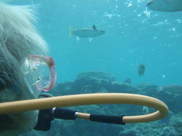 沖縄ダイビングショップシーモールに投稿された画像（2018/10/30）