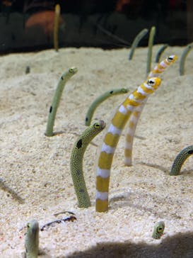 すみだ水族館に投稿された画像（2019/5/4）