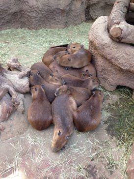 神戸どうぶつ王国に投稿された画像（2019/4/6）