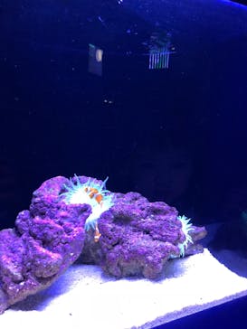 すみだ水族館に投稿された画像（2018/9/23）