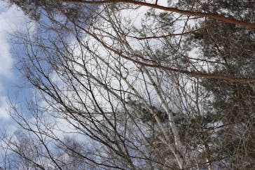水上高原 藤原スキー場に投稿された画像（2018/3/12）