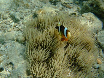 沖縄ダイビングショップシーモールに投稿された画像（2018/11/6）