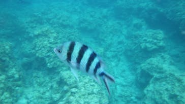 青の洞窟専門店　沖縄ダイビングショップ和に投稿された画像（2018/6/12）