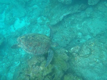 屋久島ガイドクラブに投稿された画像（2018/10/2）