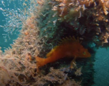 プロダイブショップ ラグナに投稿された画像（2018/10/14）