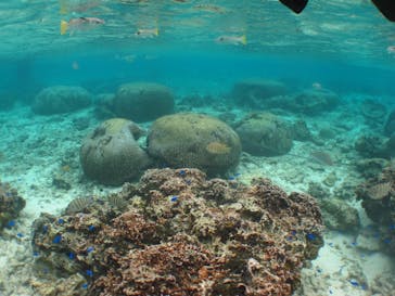 沖縄ダイビングショップシーモールに投稿された画像（2019/1/9）