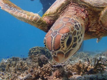 WILD BLUE宮古島に投稿された画像（2018/8/8）