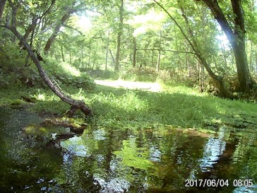 Matatabi（マタタビ）に投稿された画像（2018/6/30）