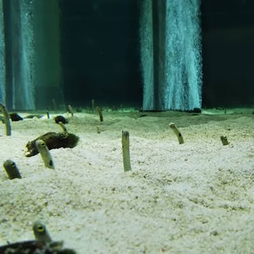 すみだ水族館に投稿された画像（2019/1/3）