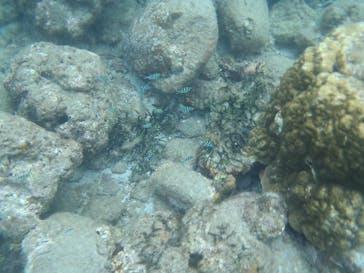 屋久島ガイドクラブに投稿された画像（2018/10/2）