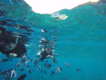 武藤潜水に投稿された画像（2019/3/20）