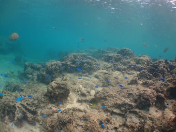 沖縄ダイビングショップシーモールに投稿された画像（2018/11/4）