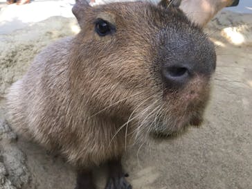 神戸どうぶつ王国に投稿された画像（2019/4/6）