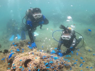 diving&workshop IHANASHI（ダイビングアンドワークショップイハナシ）に投稿された画像（2018/7/17）