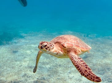 アマミエンシスに投稿された画像（2017/12/13）