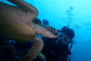 屋久島自然案内に投稿された画像（2019/4/16）
