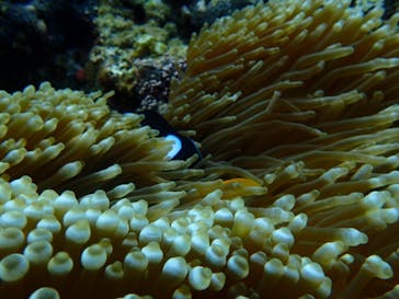 ダイビングショップ Sea Free（シーフリー）に投稿された画像（2019/4/19）