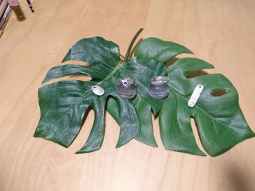 銀のイルカに投稿された画像（2018/9/26）